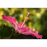 Hibiscus