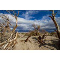 At the Dunes