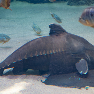 Ripsaw Catfish
