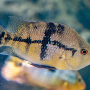 Basketmouth cichlid