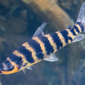 Banded Leporinus