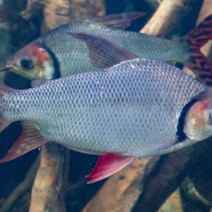 Flagtail Prochilodus