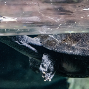 Softshell turtle