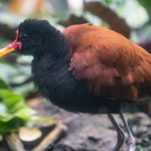 Wattled Jacana