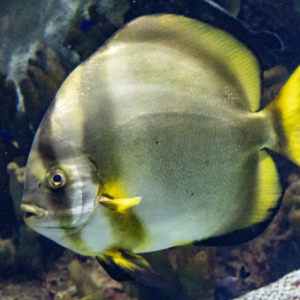 Orbiculate spadefish