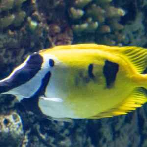 Blotched Foxface rabbitfish