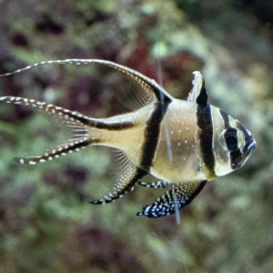 Cardinalfish