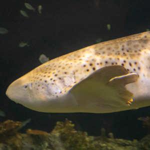 Zebra shark