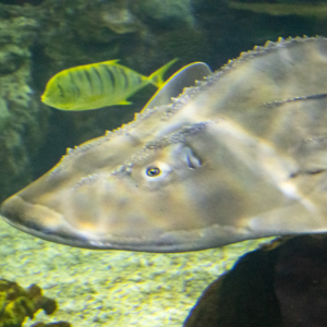 Bowmouth Guitarfish