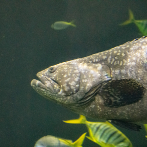 Giant grouper
