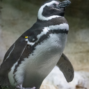 Magellanic Penquin