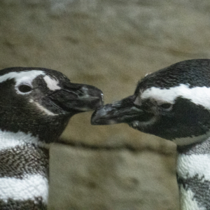 Magellanic Penquin Pair
