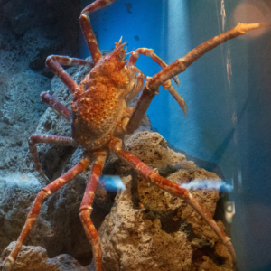 Japanese spidercrab