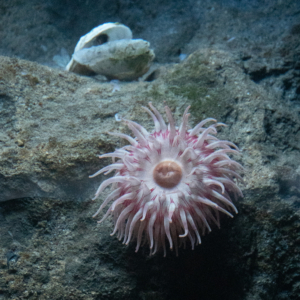 Sea Anemone