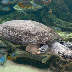 Malaysian Giant Turtle