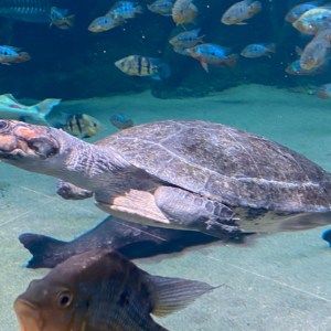 South American River Turtle