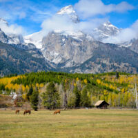 Grazing the the Tetons
